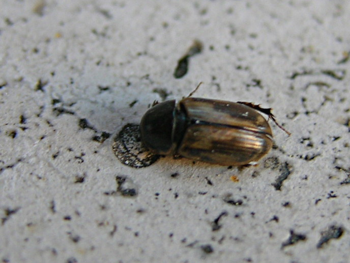 due aphodius